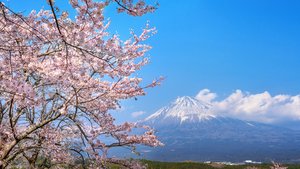 06MM_g7-sakura
