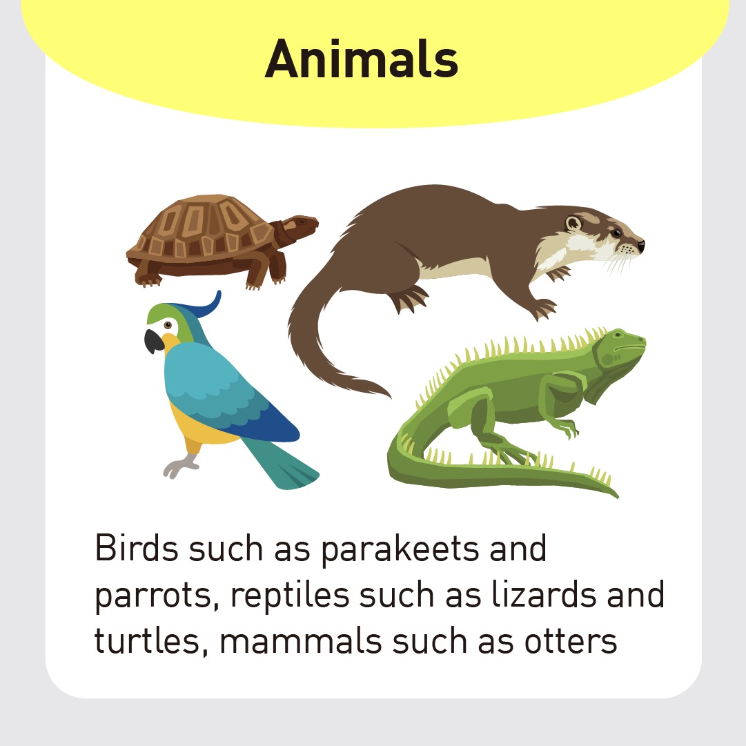 animals