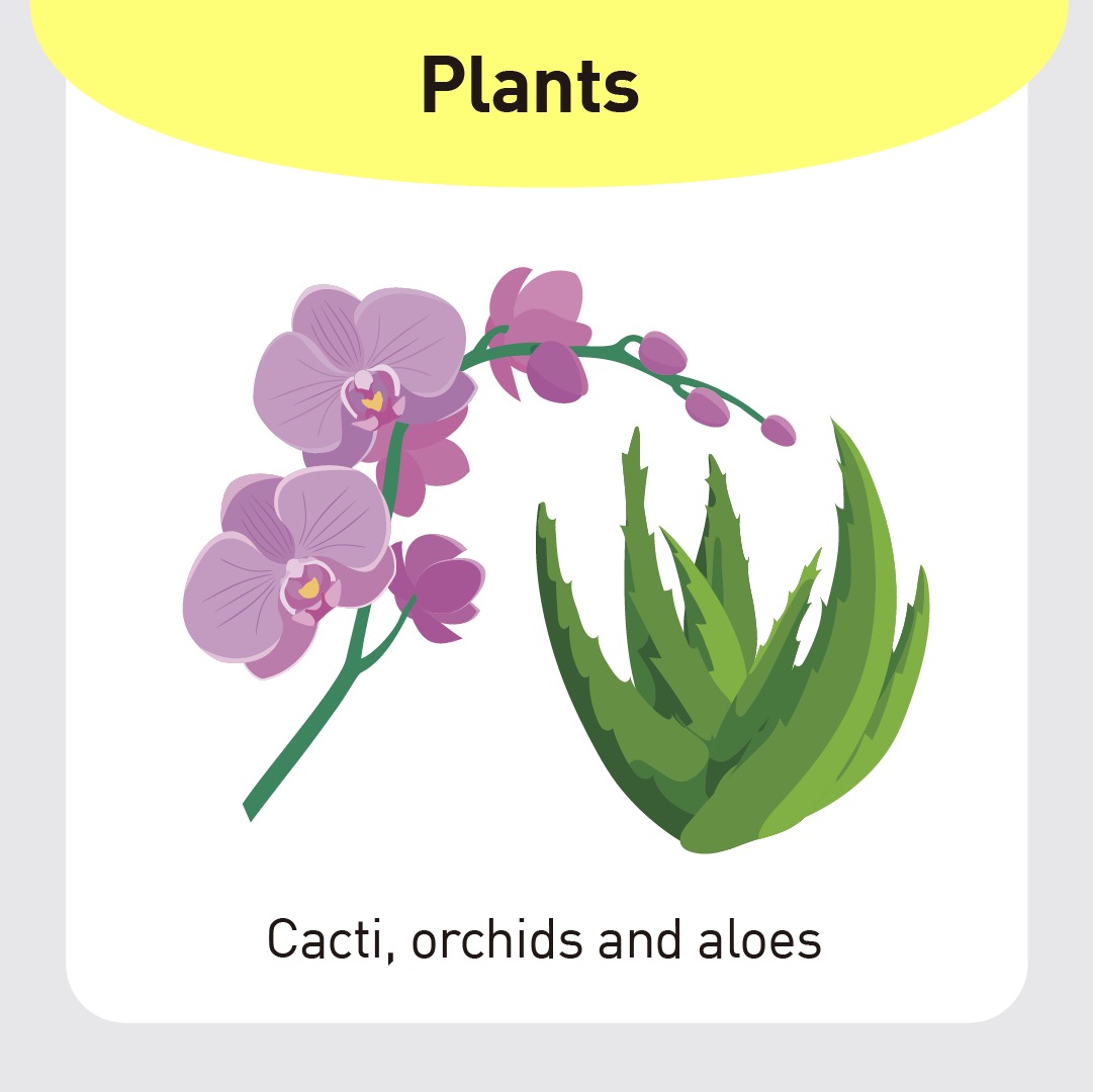 plants