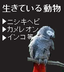 生きている動物　ニシキヘビ　カメレオン　インコ　等