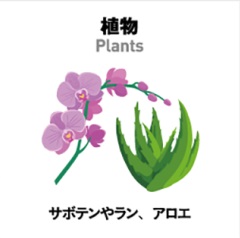 植物