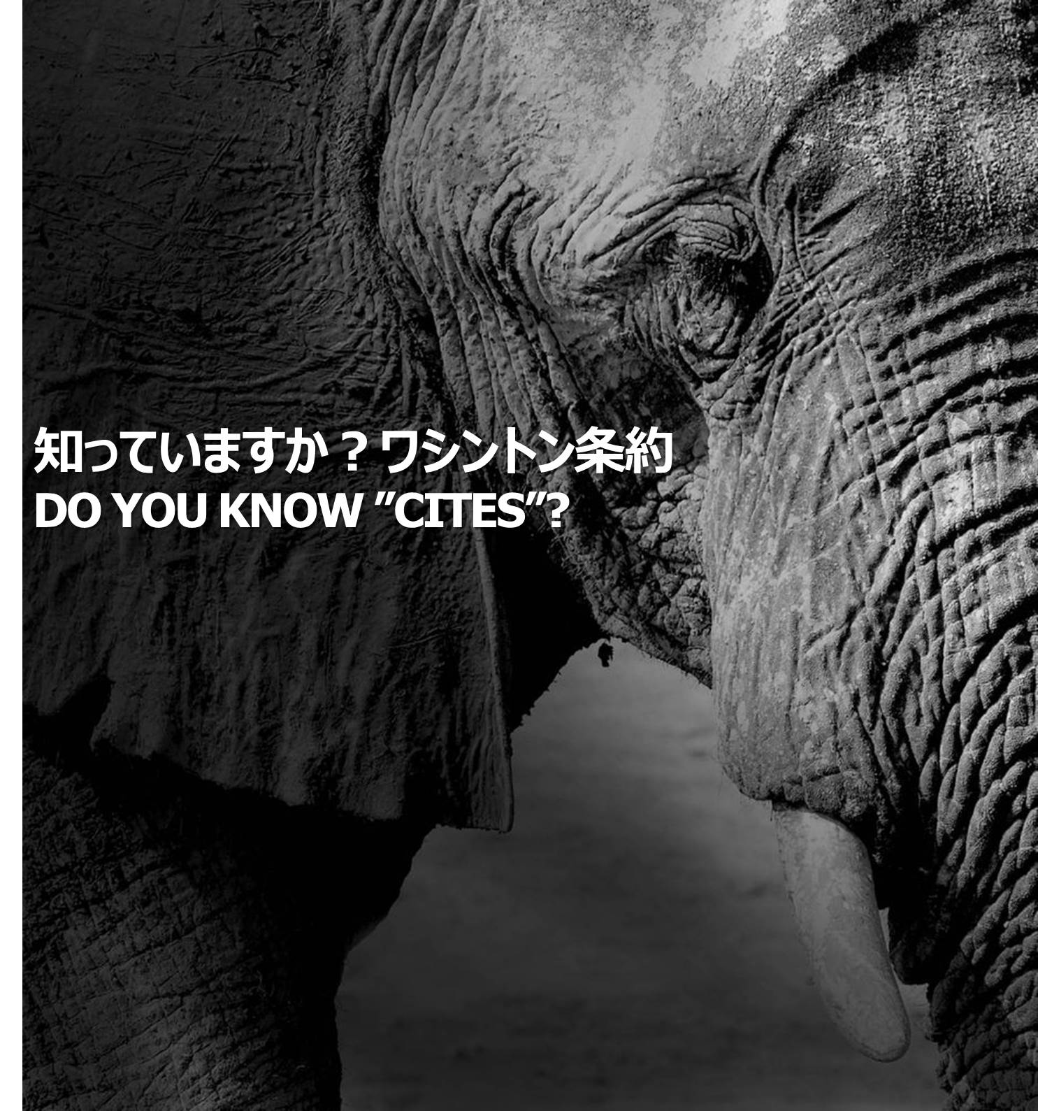 ゾウの写真