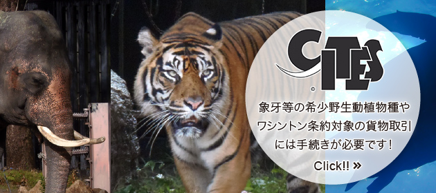 CITES。象牙等の希少野生動植物種やワシントン条約対象の貨物取引には手続きが必要です！